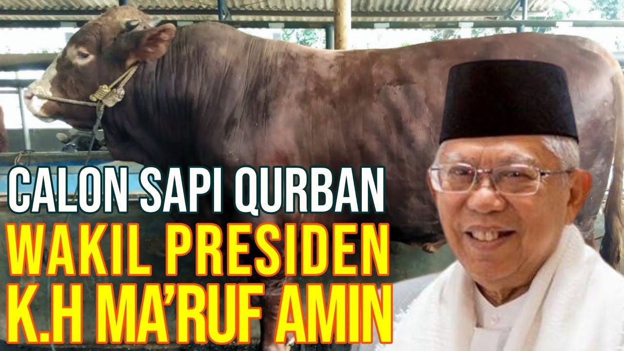 
                                 Calon-Sapi-Qurban-Wakil-Presiden-K.H-Maruf-Amin
